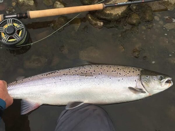 Blackwater Salmon in Ireland is fly fishing and spin fishing (9)