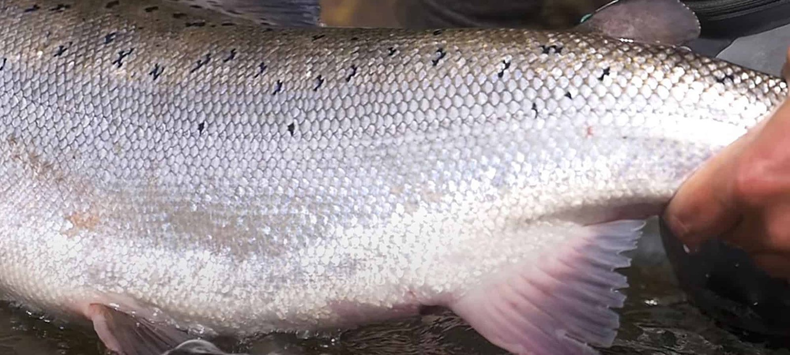 salmon in norway