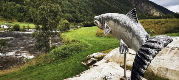 Fishingweeks in Norway flyfishing salmon in Todalen 19 % - fishingweeks