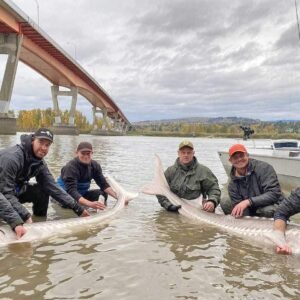 Fiskerejse efter Stoer i Fraser floden 13 1 1 % - fishingweeks