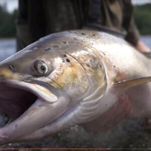 laks fra gaula 3 % - fishingweeks