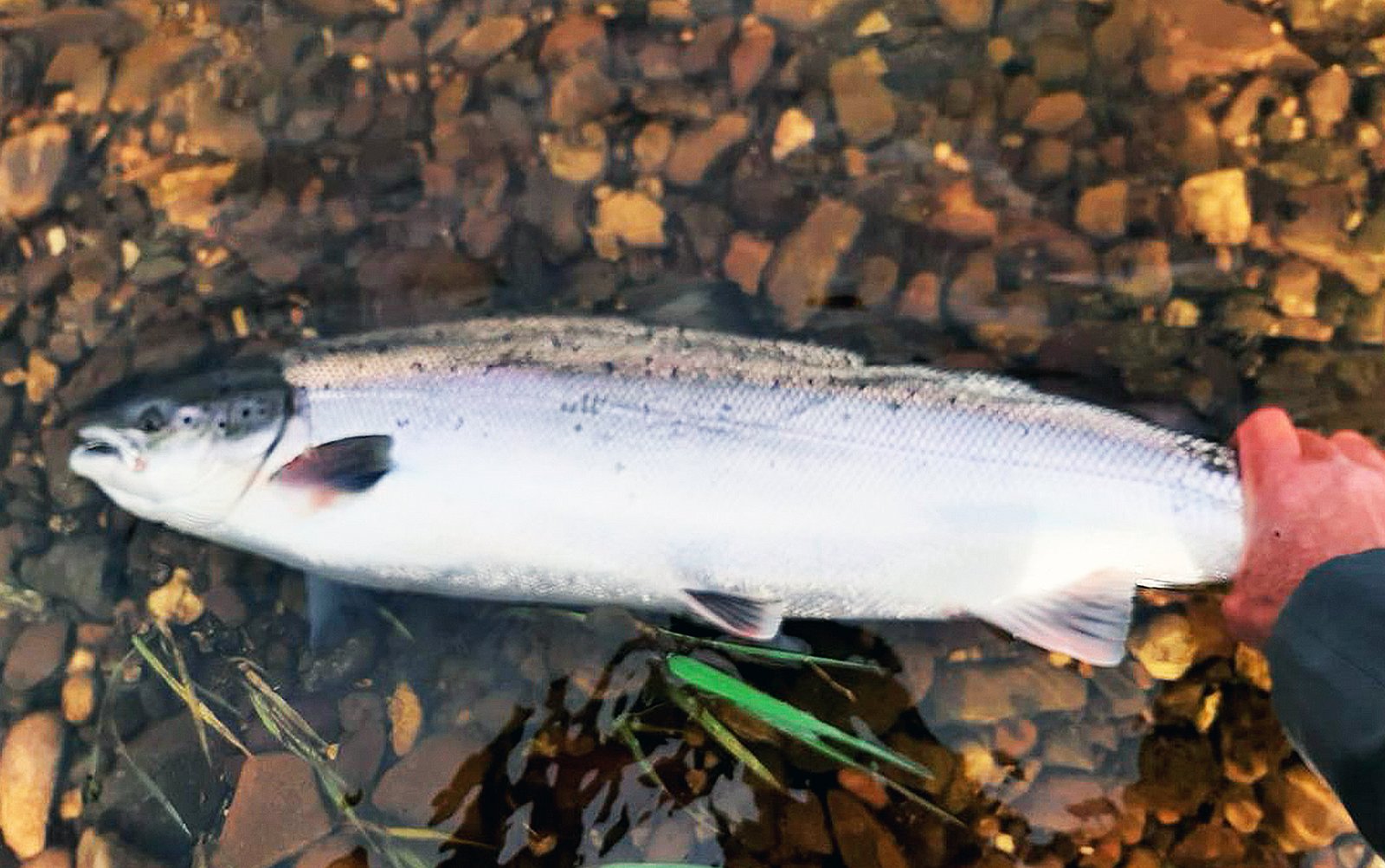 Blackwater Salmon in Ireland is fly fishing and spin fishing 4 % - fishingweeks