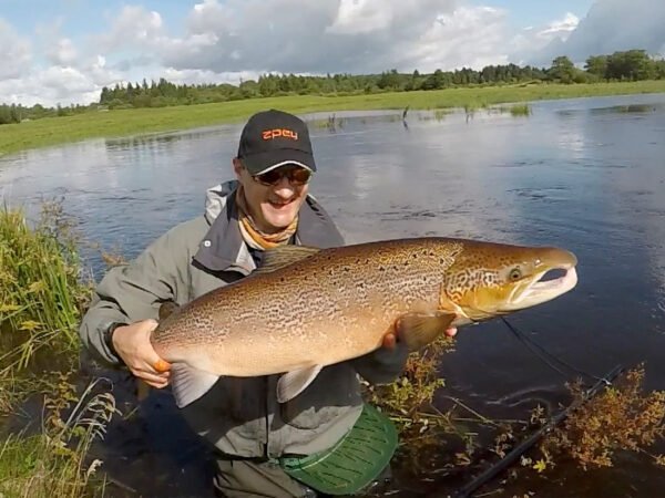 Salmon in river skjern with fishingweeks 18 % - fishingweeks